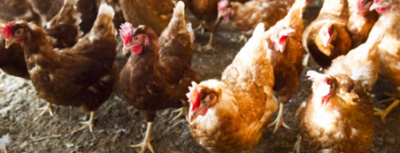 No Antibiotics for the Chicken or Eggs