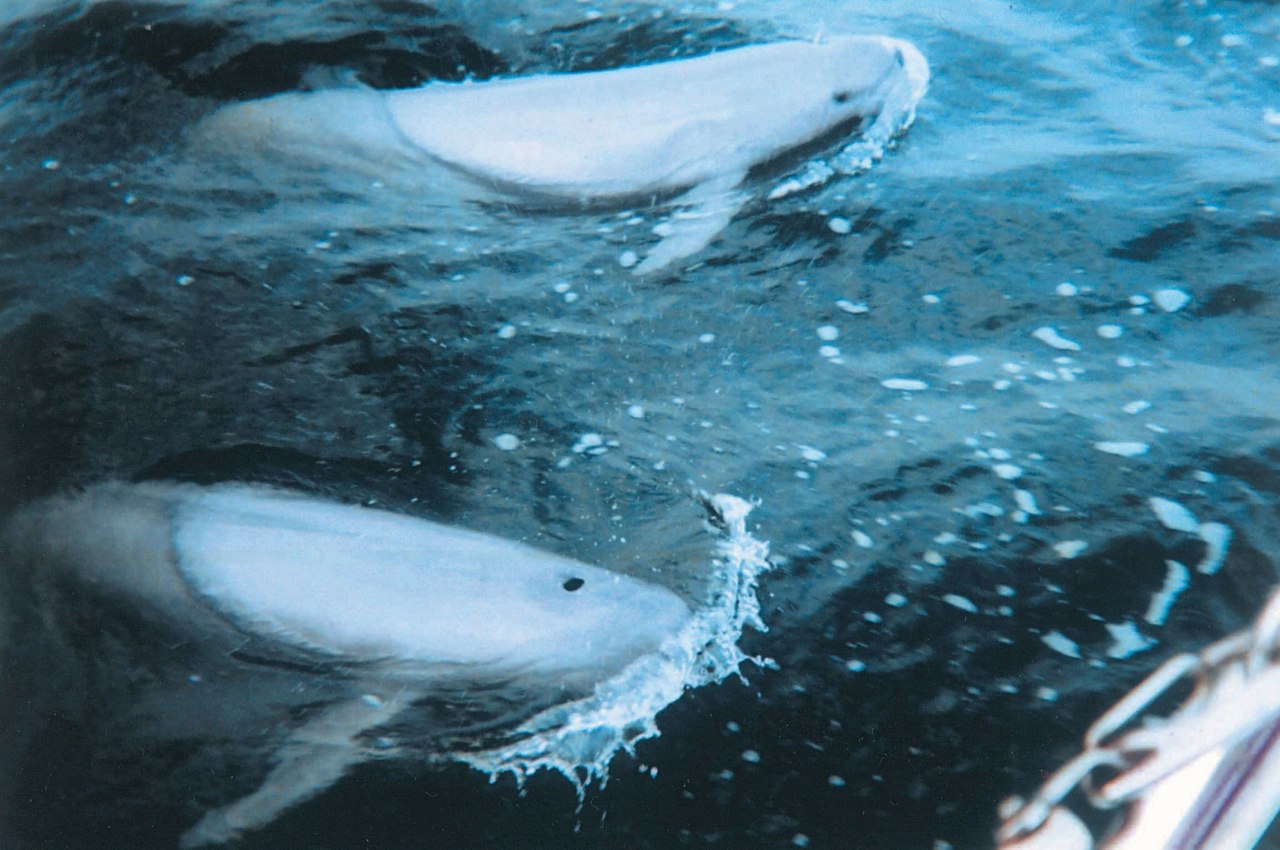 Black finless porpoise increased in the ocean