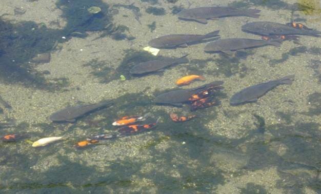 Swimming Pool Cleanup as Eco-Education