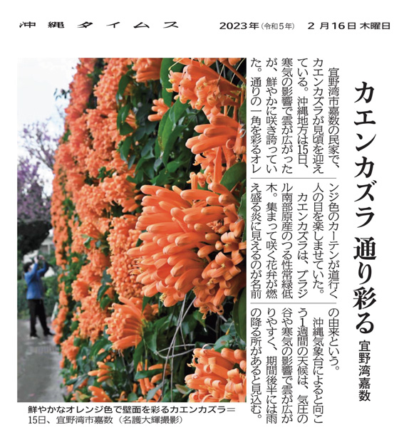Bright orange flame vine adds vivid color to the walls in Kakazu, Ginowan City, on March 15th.  (Photo by Daiki Nago)