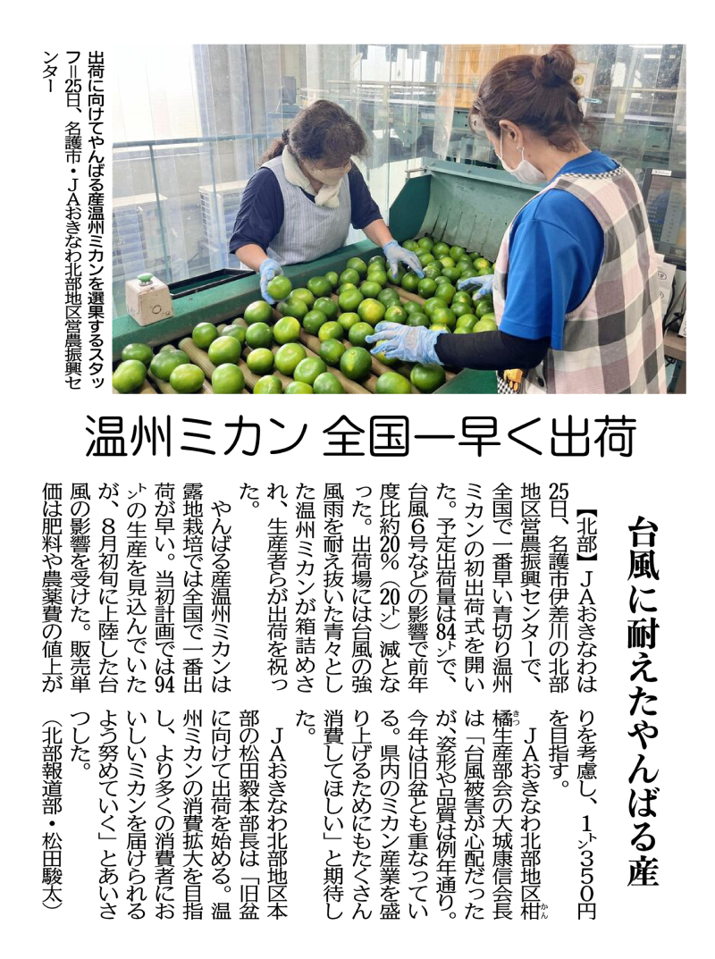Staff members sorting Yanbaru-grown Unshu mandarin oranges for shipment at the JA Okinawa Northern Region Agricultural Promotion Center in Nago City on August 25th.