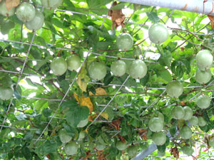 Photo 16: Virus-free passion fruit trees heavy with fruit