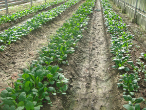 Photo 3.
Experimental cultivation of Komatsuna
