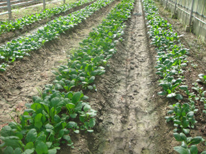 Photo 3.
Experimental cultivation of Komatsuna