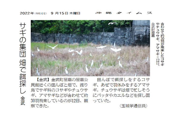 Article 8: “Flocks of herons searching for food in the fields” September 15, 2022 / Courtesy of the Okinawa Times