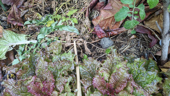 Photo 3: Lettuce planted at the base of the tomato plant in Photo 1. The one placed in the center of the image is a salt ball made with half EM incinerated ash and half salt. 