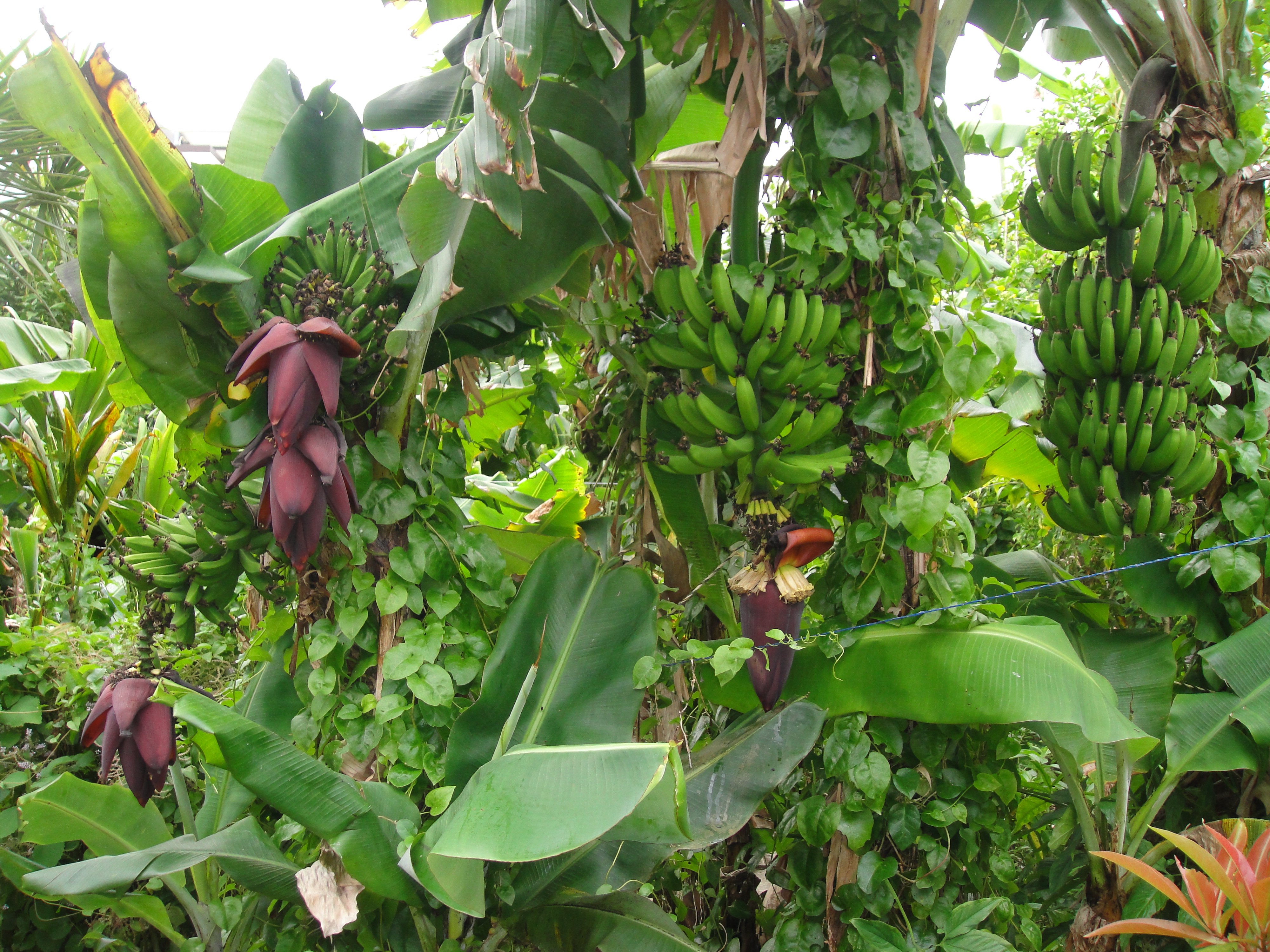 Bananas to which 200kg of salt per 10ares was applied