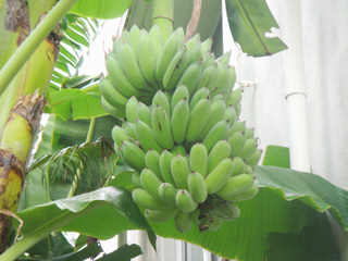 Bananas (Photo 2)