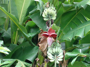 Photo 14: Musa basjoo