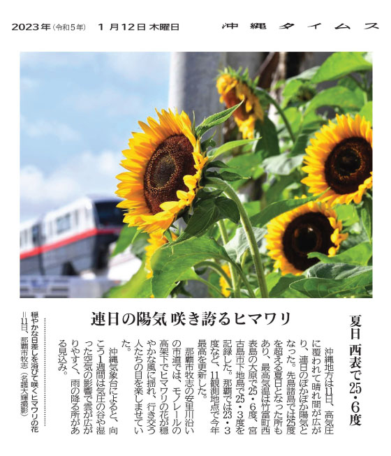 Sunflowers blooming in the mild sunlight--November 11 (photographed by Daiki Nago)
