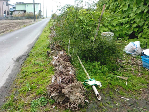 We placed some bamboo roots from clearing the land in front of the field