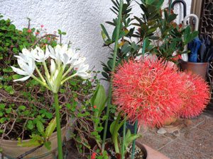 Photo 1: A giant Hosta that became virus-free, and a football lily

