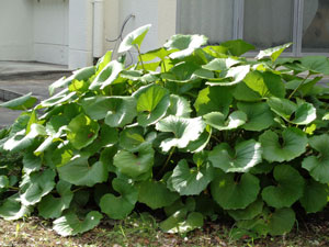 Large tsuwabuki (leopard plant) that has become virus-free and has grown huge