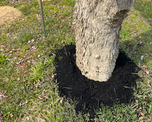 Spreading around the tree base