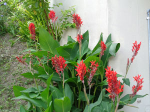 Photo 3: Wild Canna, virus-free and blooming beautifully