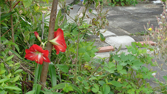 Amaryllis blooming among the Peucedanum japonicum (coastal hogfennel).