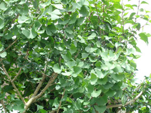Photo 10: Ginkgo biloba in Okinawa, whose leaves have a tendency to shrink due to high temperatures, has normalized.

