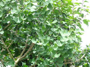 Photo 10: Ginkgo biloba in Okinawa, whose leaves have a tendency to shrink due to high temperatures, has normalized.