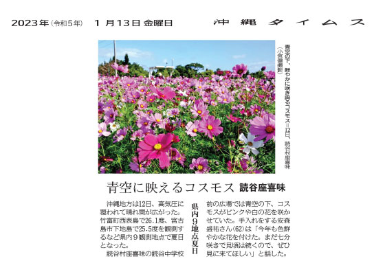 Brightly blooming cosmos under the blue sky, in Zakimi, Yomitan Village on the 12th
(Photo by Ken Komiya)