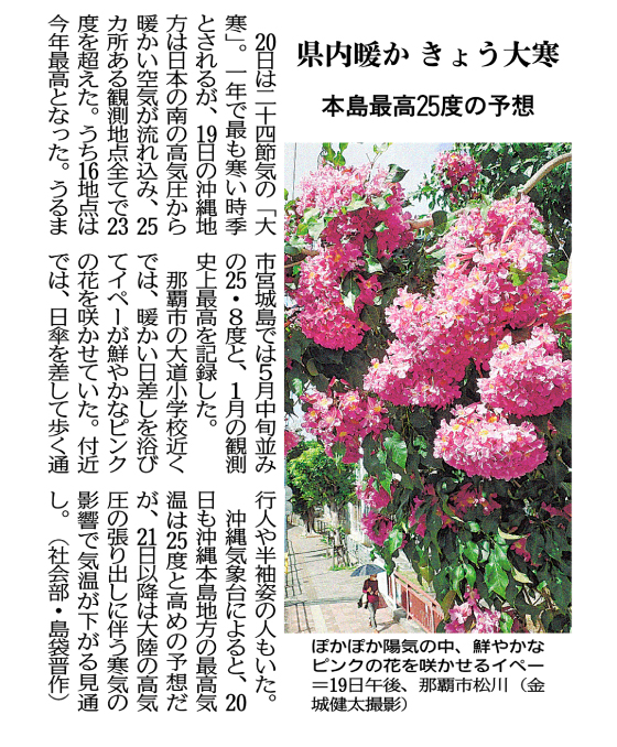 Bright pink flowers bloom in the warm weather in Matsugawa, Naha City on the afternoon of the 19th.  (Photo by Kenta Kinjo)