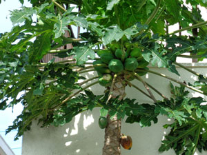 Traces of the virus on the lower side 
(small fruit on the lower side) disappeared and the papaya grew normally.