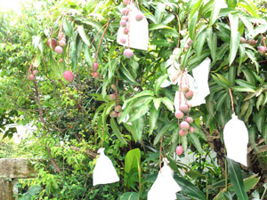 Photo 15-1: Fruited mangos grown without using a plastic green house