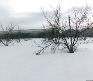 Photo 1
<EM not used>
The snow is not melting