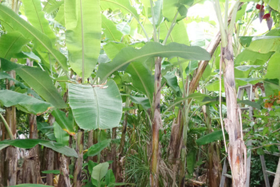 A banana garden has turned into a jungle