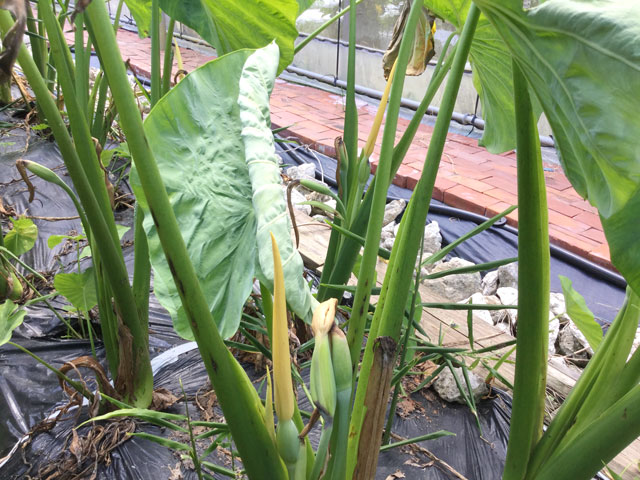 Taimo flowers and fruits grown at Sunshine Farm