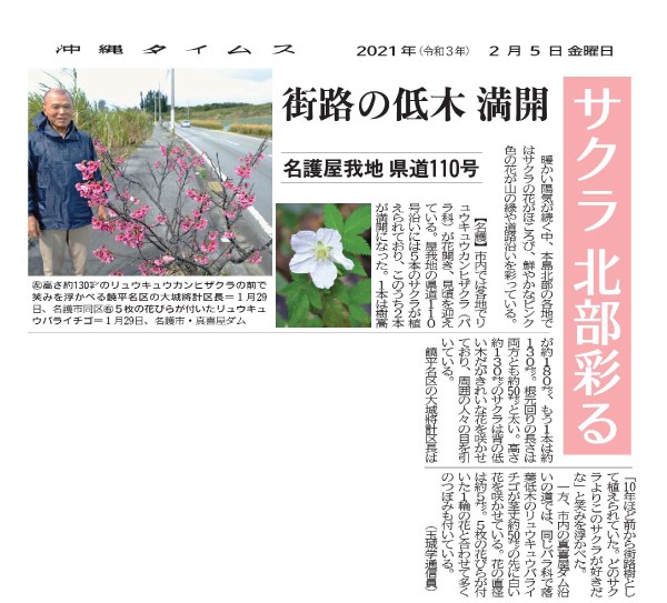 Photo 6: Sakura (cherry blossom) in full bloom, coloring the northern part of the main island of Okinawa
2/5/2021 (provided by Okinawa Times)