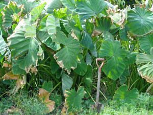 Photo 6: A taro that has become virus-free and has grown huge. (Note the height of the shovel)