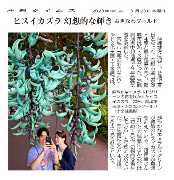 Jade vine with bright emerald green flowers blooming at Okinawa World in Tamaki, Nanjo City on April 22nd. (photo by Ken Komiya)