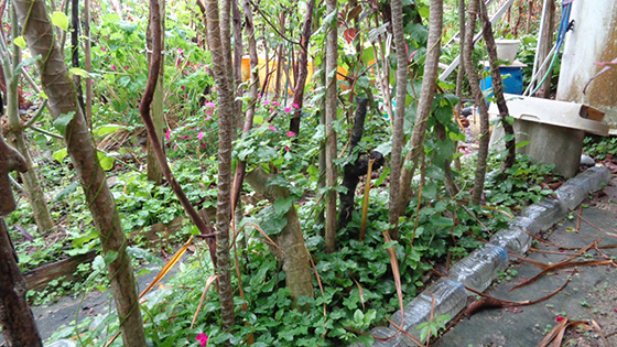 Keeping a line of supports in the open space allows the Anredera cordifolia to be harvested all year around.