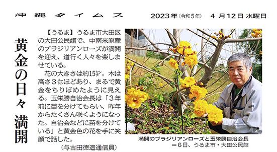 Brazilian roses in full bloom and community head, Masaru Tamae at the Ota Community Center, Uruma City, on March 6th.
