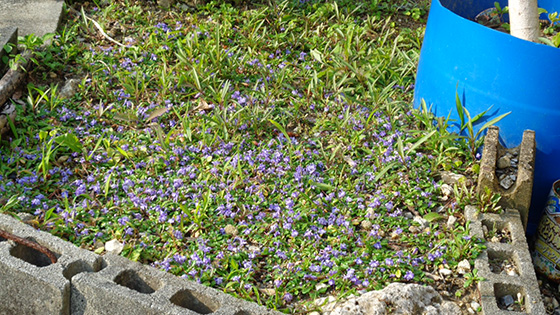 Himekiranso (Lamiaceae) at the entrance