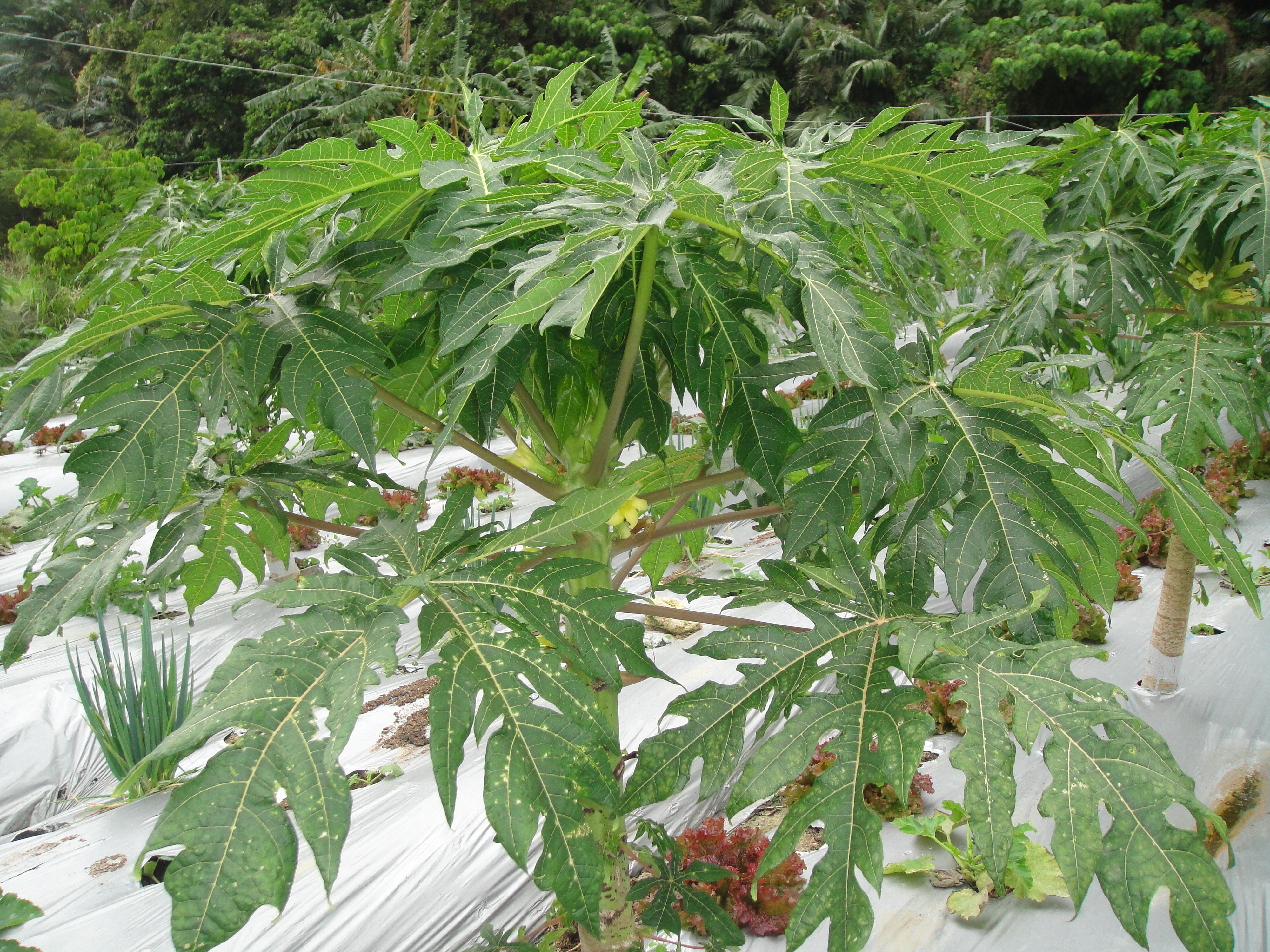 Expansion of leaves in a papaya field