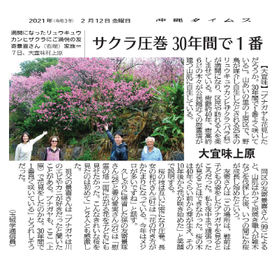 Photo 4: A spectacular view of Sakura blossoms
The most beautiful in 30 years
2/12/2021 (provided by Okinawa Times)