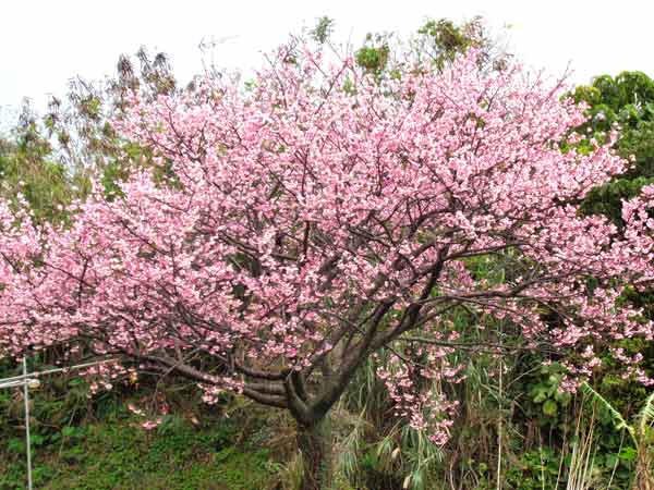 Photo 3: Kanhizakura blossoms in my neighborhood.