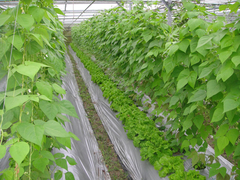 Lettuce and string beans at the Sunshine Farm raised using EM mudballsburied in the soil.(Everything grows evenly.)