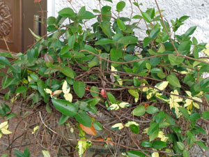 Photo 8: Mottled spots (yellow part) most likely caused by virus have started to disappear (no spots are found on top)