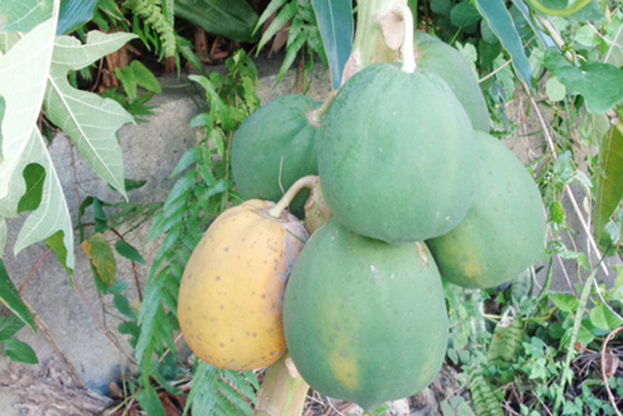 Sweet papayas