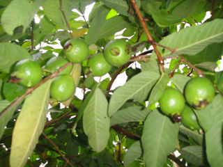 Guava (Photo 4)