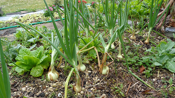Because of all the stones around them onions grow large above ground.
