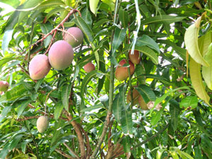 Photo 15-2: Fruited mangos without using a plastic green house
