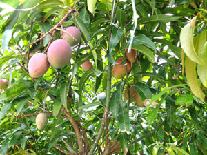Photo 15-2: Fruited mangos without using a plastic green house