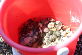 Clams at Odaiba Beach Park