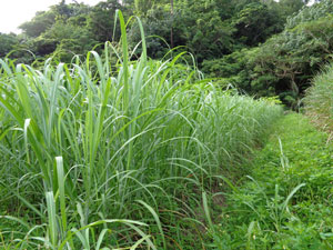 Photo 17: Spring-planted sugarcane, tillered like pasture grasses (usually the number of root stocks are less than half of these)
