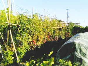 Tomatoes growing in November 2020