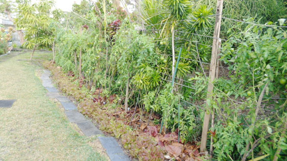 Photo 1: Overall view of EM natural cultivation 
On the far left is leaf lettuce, and the inside is covered with fallen leaves.