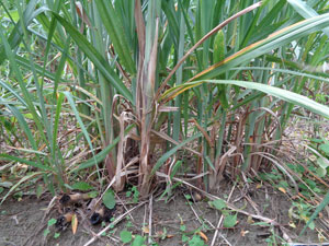 Photo 18:  Sugarcane with a remarkable ratooning effect (usually there are 4-5 offshoots, but here there are 20 or more)